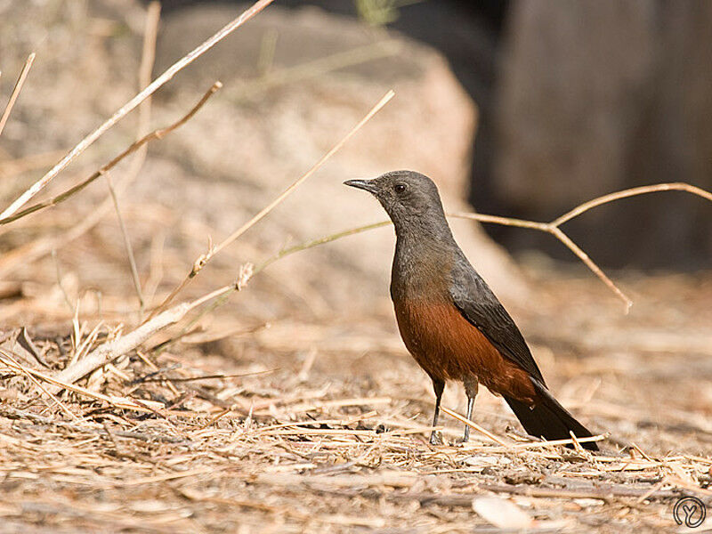 Mocking Cliff Chat