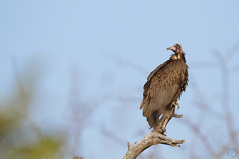 Vautour charognardadulte, identification